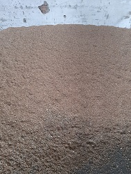 Triticale